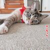 クルリンパッ！じゃなくてゴロリンパッ！