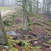 温帯雨林 （temperate rainforest）の風景