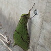 　大きな緑の蛾