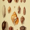 貝の標本　