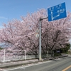 ここ瀬戸内小豆島は、 満開の桜で花の島となっています（笑み）