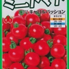 キャロルパッションとは？｜濃厚な味わいと鈴なりの実が魅力のミニトマト【サカタのタネ】