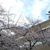 【目黒川の桜×STARBUCKS】目黒川の桜を見下ろしながらお茶を