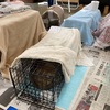 何か月ぶりの地域猫不妊化手術ボランティア