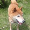 柴犬館長&秘書の鬼無里探検記
