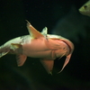 バガリウス属の1種