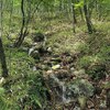 ★烏川渓谷緑地森林エリア一周・森のわき水　2020