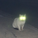 ねこにっき