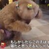 猫がワンと鳴くなら・・・犬がニャーって鳴いてもいいじゃない！（動画）