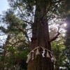 高尾山 ３月はやめとけ 花粉症じゃない人も大変なことになるよ
