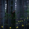 竹林のヒメボタル 2021.5.18