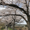 見沼の桜