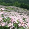 滝上町のサクラバラ