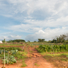 アスンシオン郊外のTさんの農園訪問前編