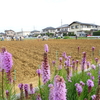 神原町花の会(花美原会)( 206)     集団力でコスモス種蒔き