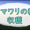 ヒマワリの種の大量収穫と再び開花している庭のヒマワリのお話