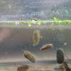 カイエビ Caenestheriella spp.