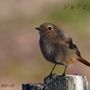 ジョウビタキ♀