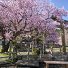 黒田春日神社・百年桜