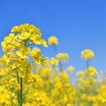 春を告げる鮮やかな黄色：菜の花の博物学