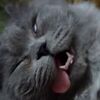 変な顔で熟睡する猫ｗｗｗ　揺すっても起きない！？【猫動画】