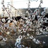 （日高）　高麗神社の梅　（221日目）