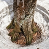 ◆'21/05/04　県立自然博物園・ブナの森散策①