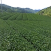 三番茶芽から四番茶芽へ