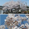 おやすみ＆ようやくの今年の桜（何事もなければ、次は4月16日土曜日頃に更新予定）