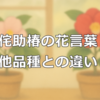 椿好き必見！侘助椿の花言葉と他品種との違いをやさしく解説
