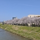 桜咲く街をあるけば「伏見川」
