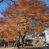 あいかわ公園の紅葉も終盤です