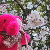上野公園の桜をひとあし早く、Coccoさんのぞうさんのぬいぐるみと