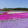 芝桜。