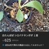 シロバナタンポポの開花
