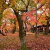 🍁京都 東福寺の紅葉🍁　２０１９年１１月末訪問です