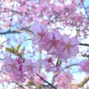 早咲きの桜(2022/12/30今朝の一枚)