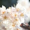 桜巡回（編集済み）
