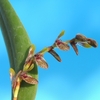 Pleurothallis sp.