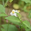 野草といっしょ81 ワルナスビ