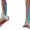ふくらはぎの筋肉と足首の痛みの関連性。