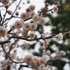 2月の散策記録