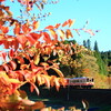 明知鉄道と稲武・大井平公園の紅葉