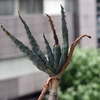 ベランダのアロエ・鬼切丸(Aloe marlothii)