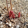 クレマチスの芽たち '２４