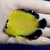 【現物3】ゴールドフレーク 7cm±!海水魚 ヤッコ 餌付け!15時までのご注文で当日発送【ヤッコ】