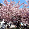 河津桜満開の「三浦海岸桜まつり」見物！！（２）