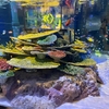 子どもとおでかけ｜蒲郡市にある竹島水族館へ行ってきました