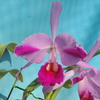 Cattleya  trianae  f.splash`Colorada'   