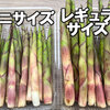 姫竹、今年は早いです！